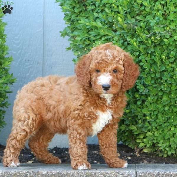 Max, Miniature Poodle Puppy