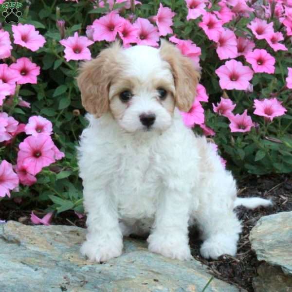 Max, Cavalier King Charles Mix Puppy