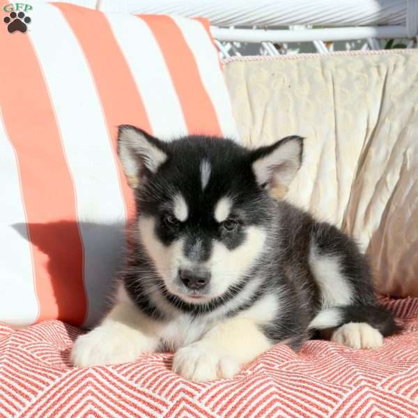 Max, Alaskan Malamute Puppy