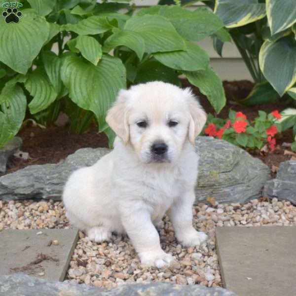 Max, English Cream Golden Retriever Puppy