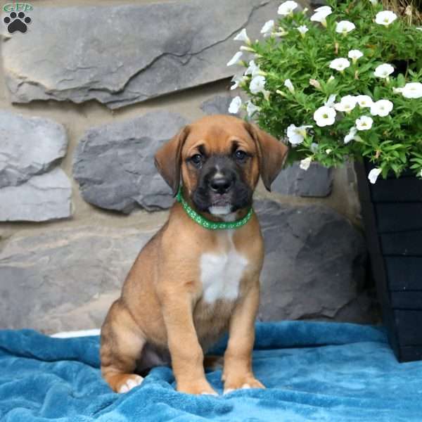 Max, Boxador Puppy