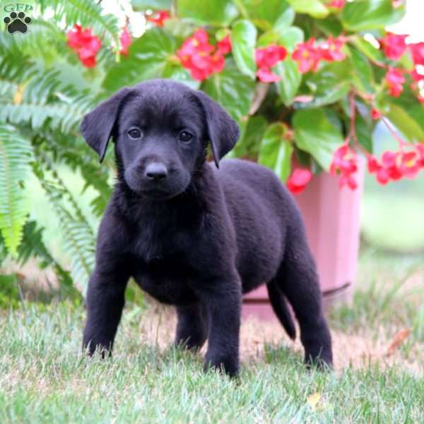 Max, Labrador Mix Puppy