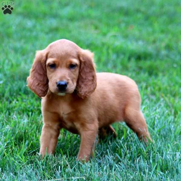 Max, Irish Setter Puppy