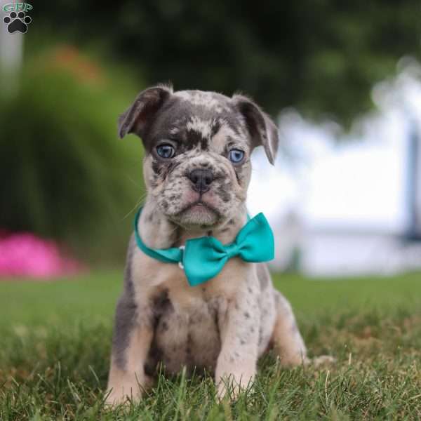 Max, French Bulldog Puppy