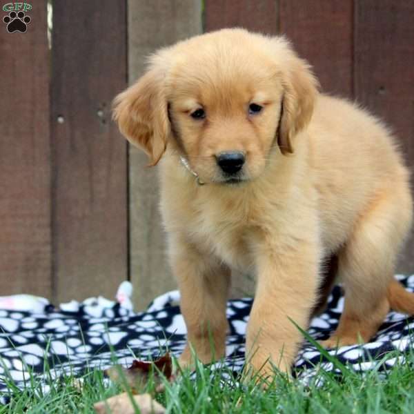 Maya, Golden Retriever Puppy