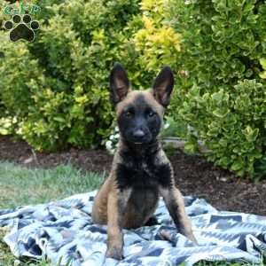 Akc belgian malinois puppies for sale hotsell