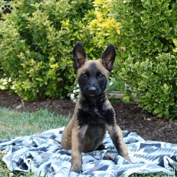 Meekah, Belgian Malinois Puppy