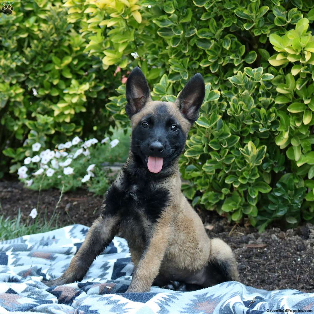 Meekah - Belgian Malinois Puppy For Sale in Pennsylvania