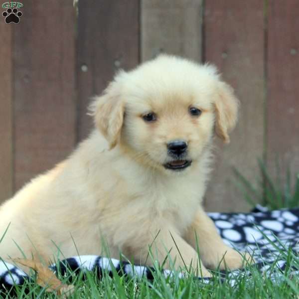 Meg, Golden Retriever Puppy