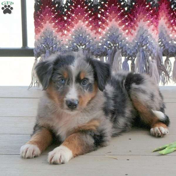 Meg, English Shepherd Mix Puppy