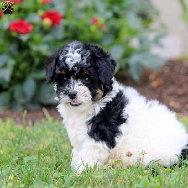 Megan, Miniature Poodle Puppy