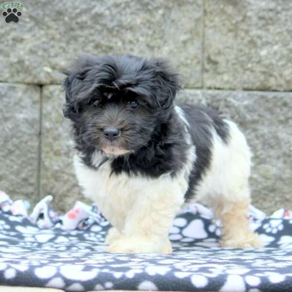 Mel, Havanese Puppy