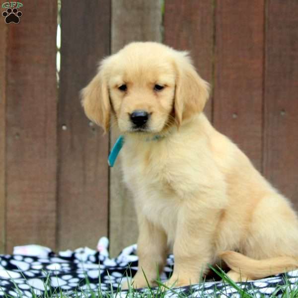 Mel, Golden Retriever Puppy