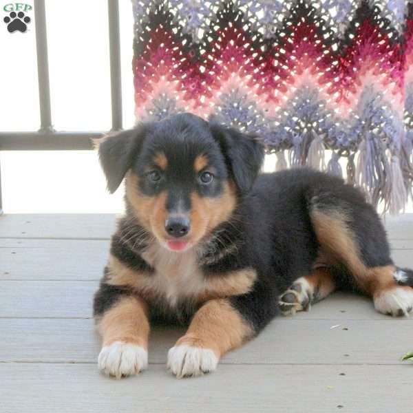 Mel, English Shepherd Mix Puppy