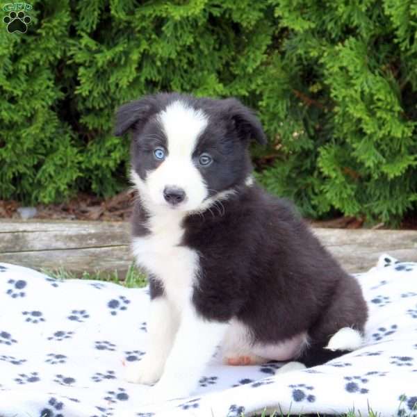 Melanie, Border Collie Puppy