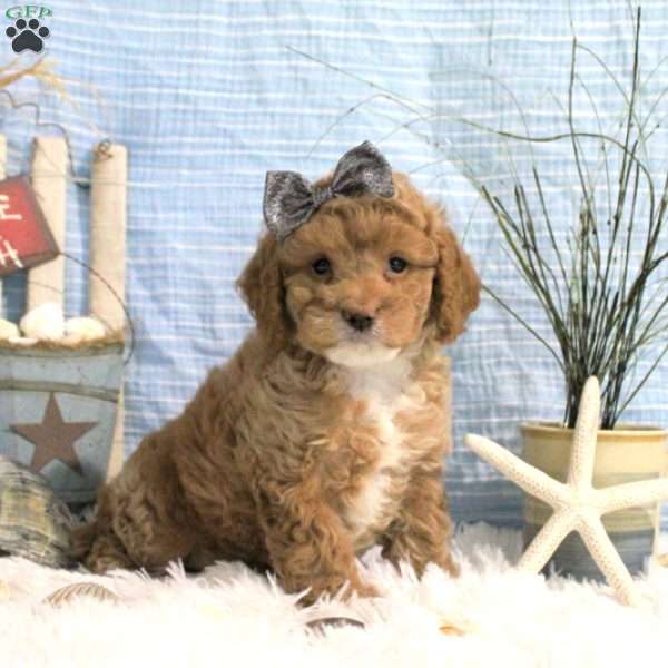 Mellody, Cockapoo Puppy