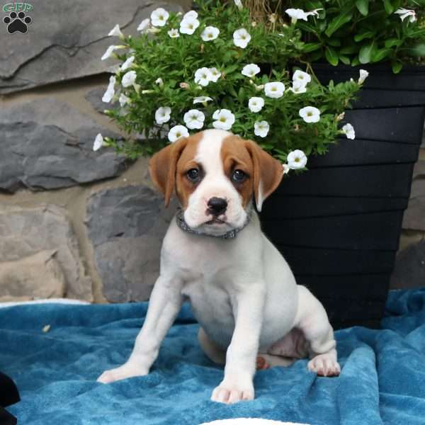 Melody, Boxador Puppy