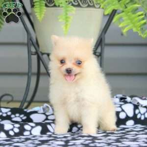 Pomeranian Puppies For Sale - Greenfield Puppies