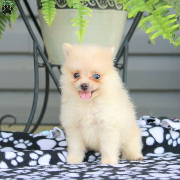 Melvin, Pomeranian Puppy