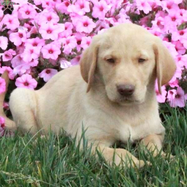 Mena, Golden Labrador Puppy