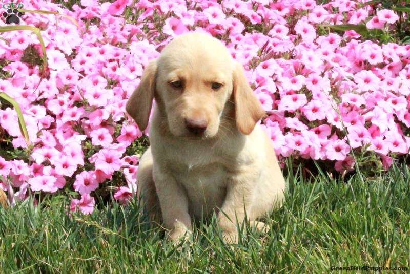 Mena Golden Labrador Puppy For Sale in Pennsylvania