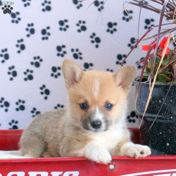 Meryl, Pembroke Welsh Corgi Puppy