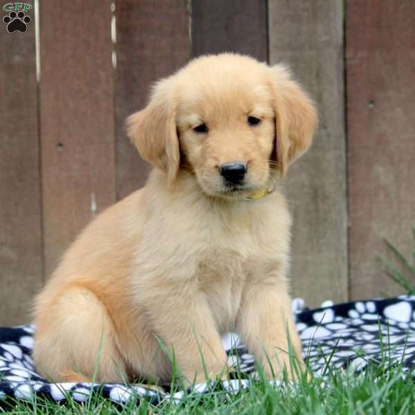 Mia, Golden Retriever Puppy