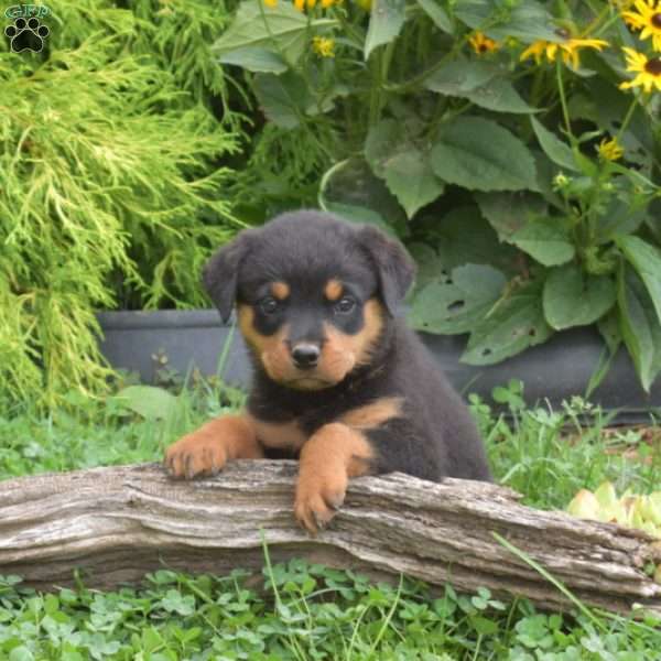 Mia, Rottweiler Puppy