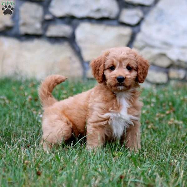 Mia, Mini Goldendoodle Puppy