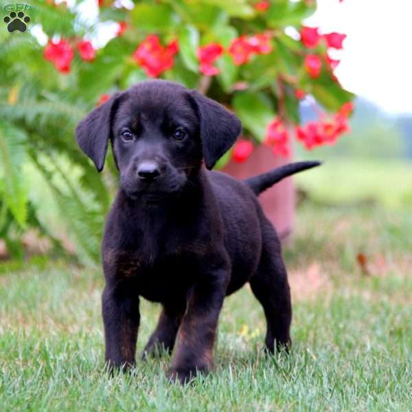 Mia, Labrador Mix Puppy