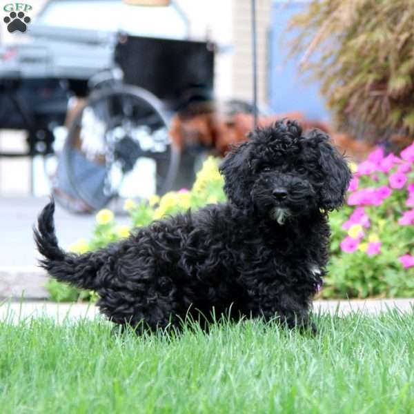 Mia, Cockapoo Puppy