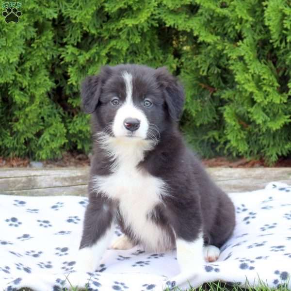 Micah, Border Collie Puppy