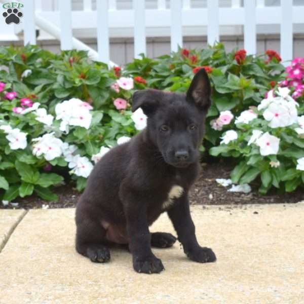 Micah, German Shepherd Puppy