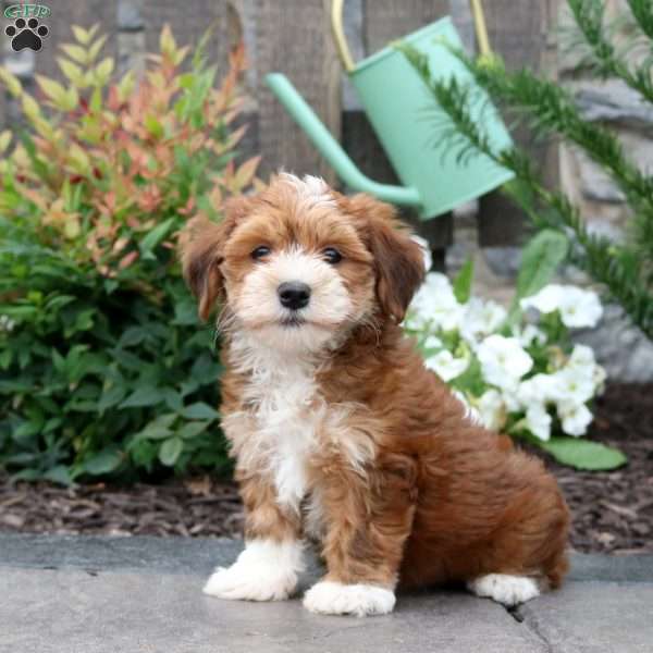 Micah, Havanese Puppy