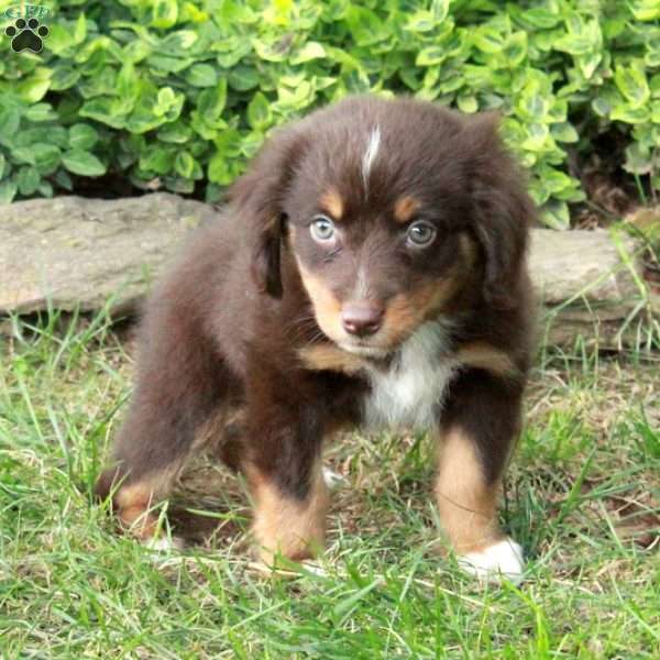 Michelle, Australian Shepherd Puppy