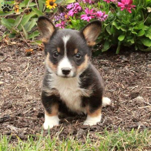 Mick, Pembroke Welsh Corgi Puppy