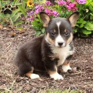 Mick, Pembroke Welsh Corgi Puppy