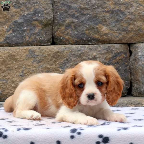 Mickey, Cavalier King Charles Spaniel Puppy