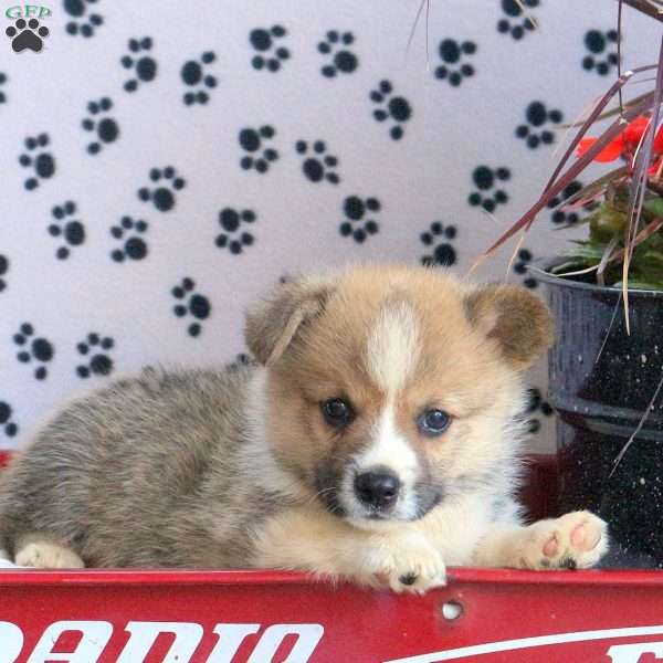 Mickey, Pembroke Welsh Corgi Puppy