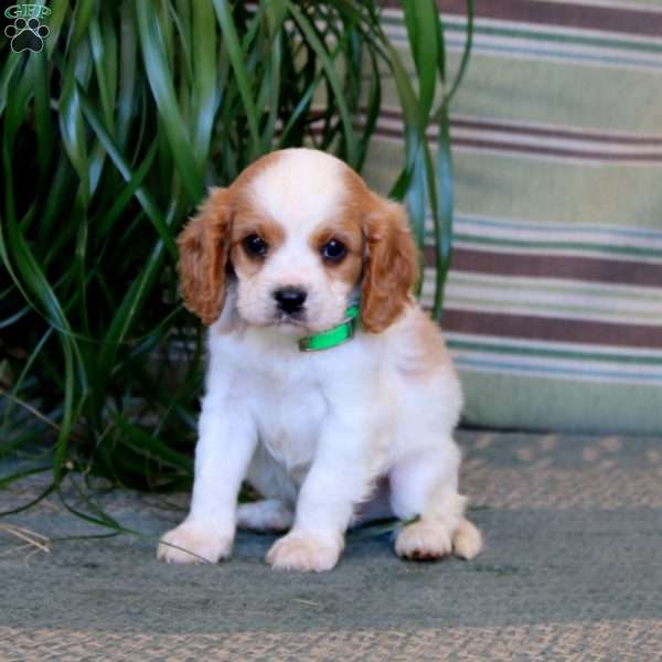 Mickey, Cavalier King Charles Spaniel Puppy