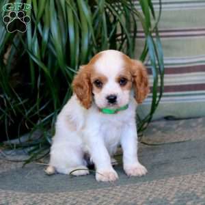 Mickey, Cavalier King Charles Spaniel Puppy