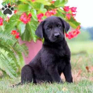 Mickey, Labrador Mix Puppy