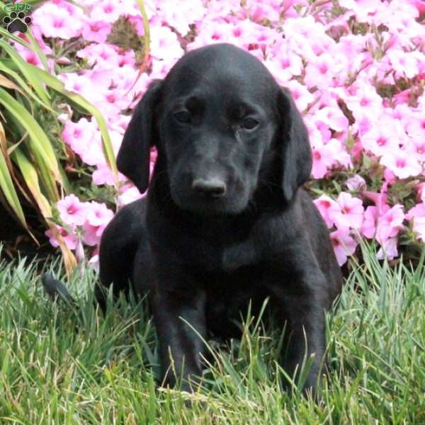 Midnight, Golden Labrador Puppy