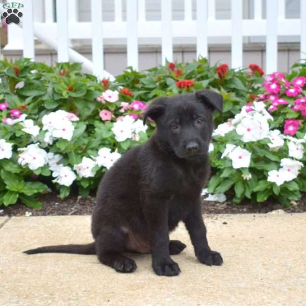 Midnight, German Shepherd Puppy