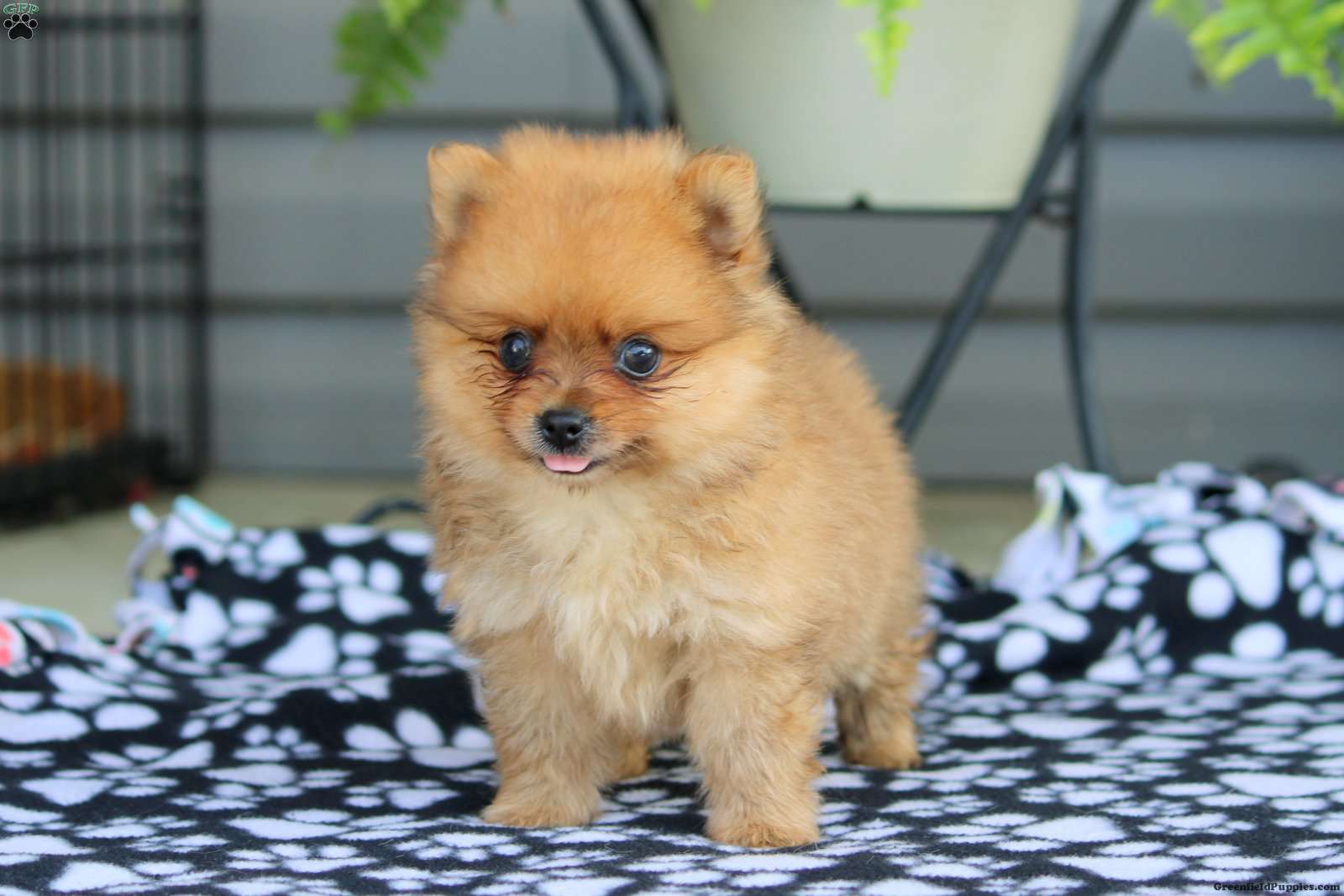 Midnight - Pomeranian Puppy For Sale in Pennsylvania