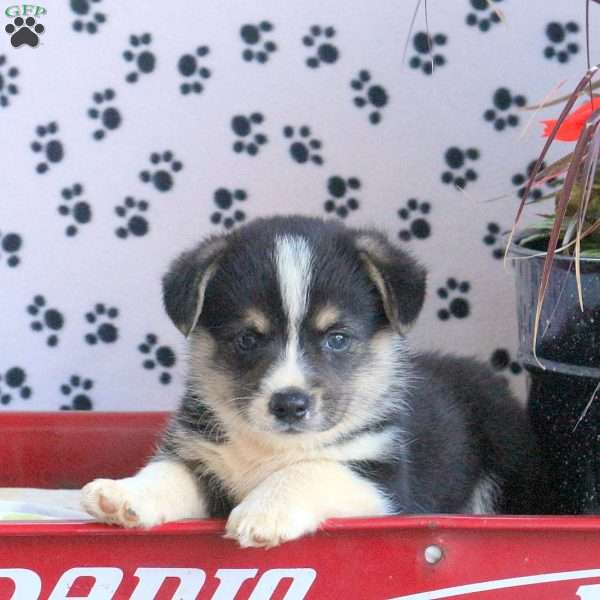 Mike, Pembroke Welsh Corgi Puppy