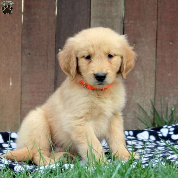 Mike, Golden Retriever Puppy