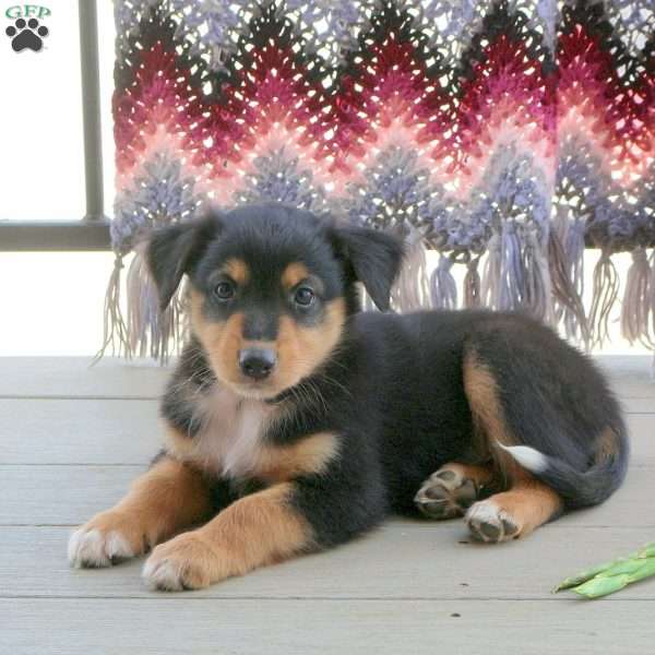 Mike, English Shepherd Mix Puppy