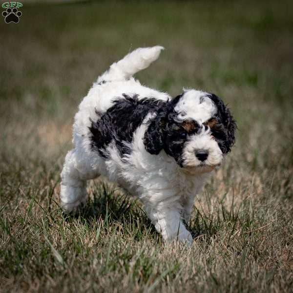 Mikey, Cavapoo Puppy