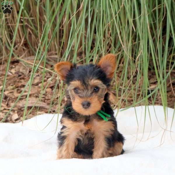 Mila, Yorkie Puppy